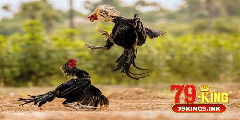 Đá gà 79King