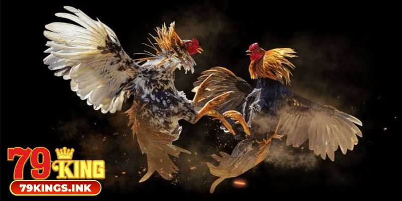 Luật chơi đá gà cựa dao tại 79KING